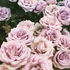 Meet your Posher, Bridget